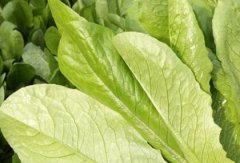 使用土壤養(yǎng)分測(cè)試儀如何有效減少化肥的使用？