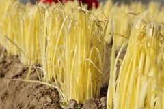 山東云唐土壤重金屬測定儀，值得買嗎？